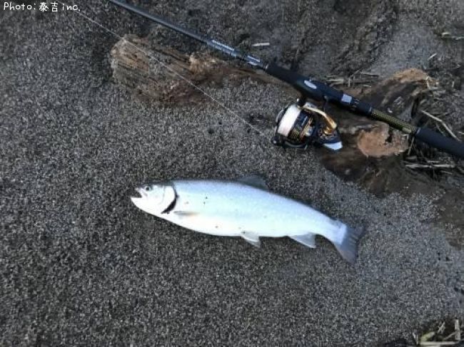 日本全国でアメマス サクラマス が釣れるポイントはどこ 釣れるシーズンやルアー釣り情報や釣果発信中 即戦力釣り情報