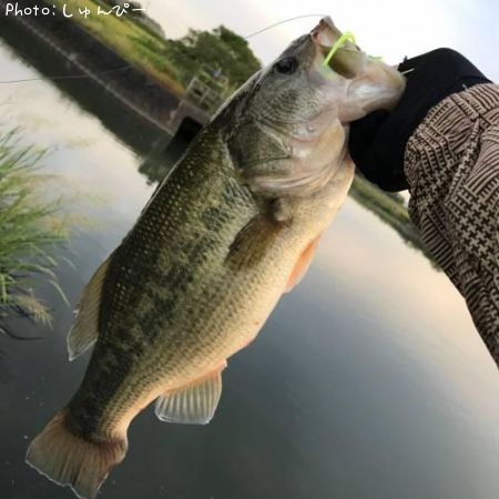 ブラックバス52cm 釣果情報 熊本県八代市 18年5月10日21時 しゅんぴー 即戦力釣り情報