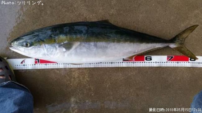 ブリ85cm 釣果情報 北海道輪島沖 18年5月15日17時 ツリリング 即戦力釣り情報