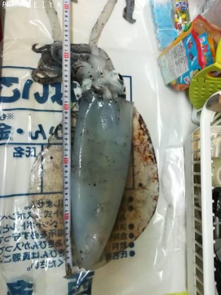 アオリイカ35cm 釣果情報 愛媛県今治市波方 18年5月14日2時 S E I Y A 即戦力釣り情報