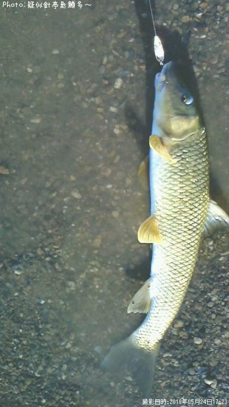 Naburaya(ナブラヤ) スプーン アキュラシー 21mm 0.9g 銀の匙 #75 ルアー wAjUBs3WgT, 釣り -  bluegrillfoods.com
