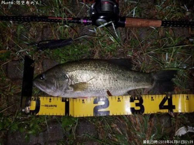 ブラックバス42cm 釣果情報 愛知県犬山市 18年6月1日2時 可児市の人 即戦力釣り情報