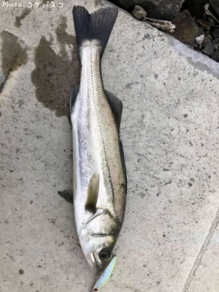 シーバス40cm 釣果情報 宮城県名取市閖上 18年7月7日時 コタバスコ 即戦力釣り情報