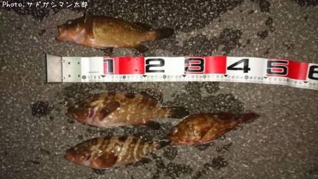 キジハタ30cm 釣果情報 新潟県佐渡市 18年7月日時 サドガシマン太郎 即戦力釣り情報 キジハタ30cm 釣果情報 新潟県佐渡市 18年7月日時 サドガシマン太郎 即戦力釣り情報