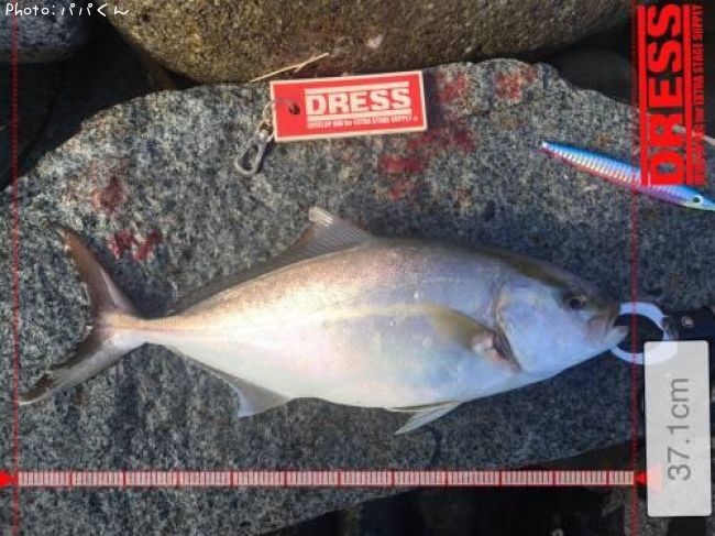 ネイリ37cm 釣果情報 高知県幡多郡大月町 18年8月12日10時 パパくん 即戦力釣り情報
