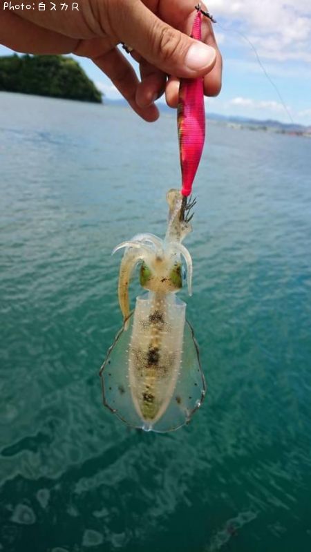 イカ 釣り 熊本