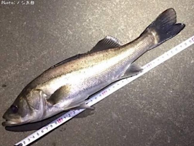 千葉県でスズキ セイゴ が釣れるポイントはどこ 釣れるシーズンやルアー釣り情報や釣果発信中 即戦力釣り情報