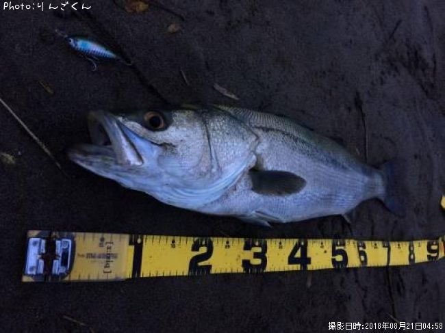 シーバス79cm 釣果情報 宮城県七北田川 免許センター裏 18年8月21日4時 りんごくん 即戦力釣り情報