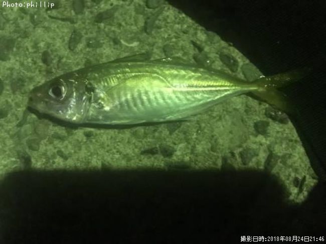 アジ14cm 釣果情報 福岡県北九州市 18年8月24日21時 Phillip 即戦力釣り情報 アジ14cm 釣果情報 福岡県北九州市 18年8月24日21時 Phillip 即戦力釣り情報