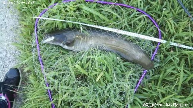 ナマズ57cm 釣果情報 埼玉県中川 18年7月29日18時 シーガガ 即戦力釣り情報 ナマズ57cm 釣果情報 埼玉県中川 18年7月29日18時 シーガガ 即戦力釣り情報
