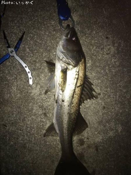 シーバス43cm 釣果情報 島根県松江市八幡町 18年11月17日16時 いっかく 即戦力釣り情報