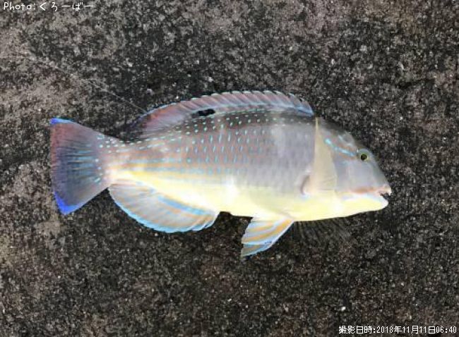 マクブ35cm 釣果情報 沖縄県うるま市 18年11月11日6時 くろーばー 即戦力釣り情報