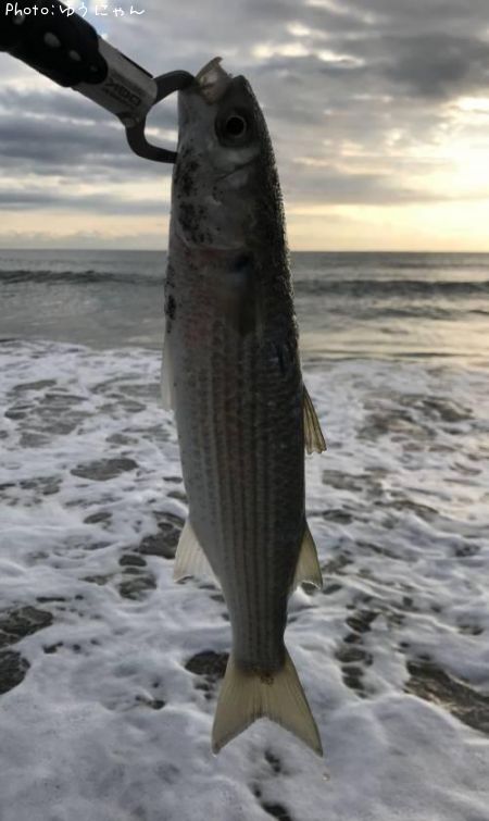 ボラ44cm 釣果情報 宮城県海 18年11月25日8時 ゆうにゃん 即戦力釣り情報