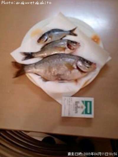 神奈川県タナゴ釣り情報まとめ ポイントからルアーまで釣果情報 即戦力釣り情報