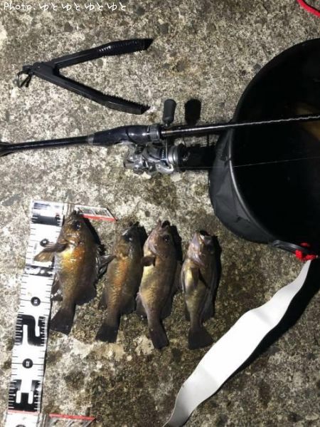 メバル21cm 釣果情報 青森県平内 19年1月15日17時 ゆとゆとゆとゆと 即戦力釣り情報 メバル21cm 釣果情報 青森県平内 19年1月15日17時 ゆとゆとゆとゆと 即戦力釣り情報