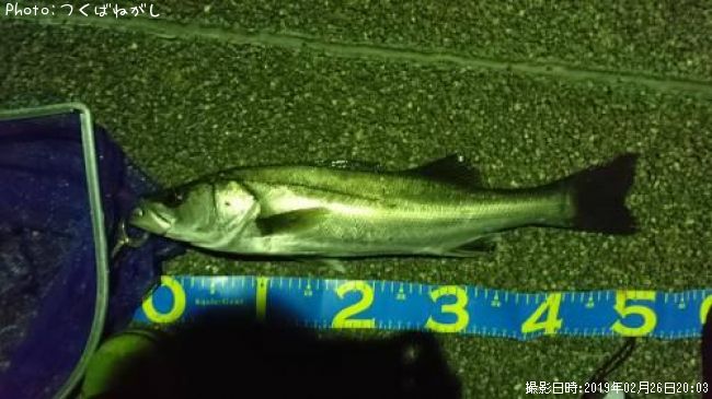 シーバス55cm 釣果情報 富山県滑川市 19年2月26日時 つくばねがし 即戦力釣り情報 シーバス55cm 釣果情報 富山県滑川市 19年2月26日時 つくばねがし 即戦力釣り情報