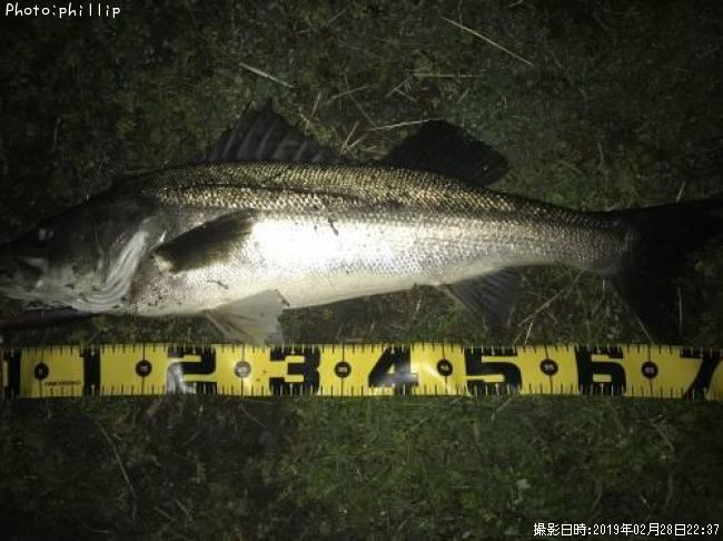 ぜいたく北九州 シーバス 魚のすべて