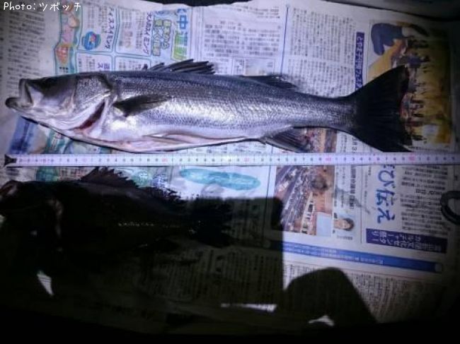 シーバス51cm 釣果情報 富山県射水市 19年3月13日1時 ツボッチ 即戦力釣り情報