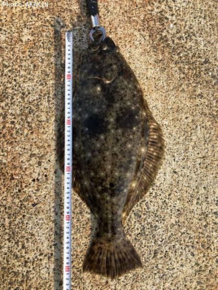 ヒラメ52cm 釣果情報 千葉県銚子市 19年3月17日15時 Akakin 即戦力釣り情報