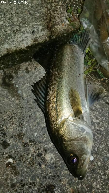 シーバス釣果 ポイント熊本県芦北 19年3月30日11時5分 白スカr 即戦力釣り情報 シーバス釣果 ポイント熊本県芦北 19年3月30日11時5分 白スカr 即戦力釣り情報
