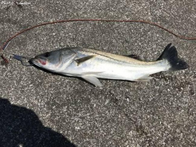 �����Х�