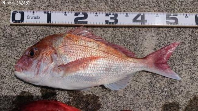 真鯛52cm】釣果情報:三重県尾鷲市:[2019年4月28日13時] | SAZABY | 即戦力釣り情報