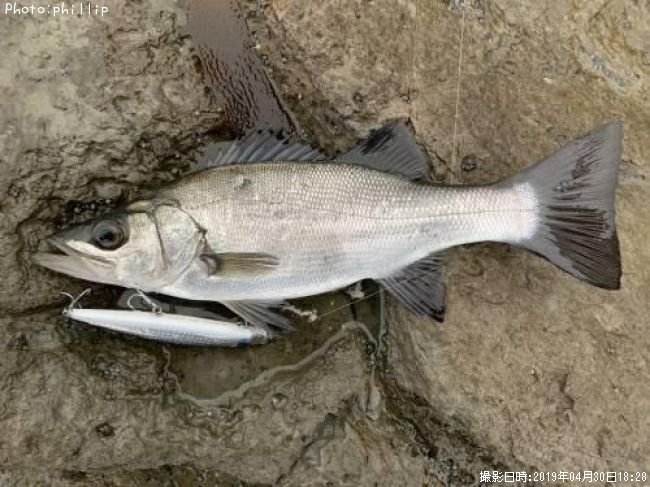 ヒラセイゴ42cm 釣果情報 福岡県北九州市 19年4月30日18時 Phillip 即戦力釣り情報