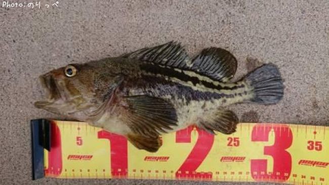 シマゾイ32cm 釣果情報 北海道網走市 19年6月1日12時 のりっぺ 即戦力釣り情報
