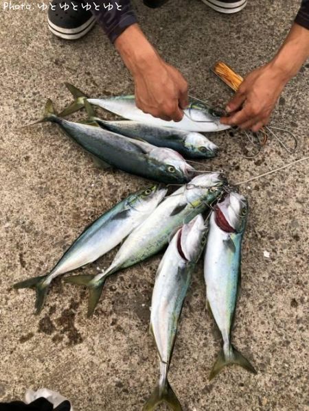 イナダ44cm 釣果情報 青森県青森 19年6月4日15時 ゆとゆとゆとゆと 即戦力釣り情報