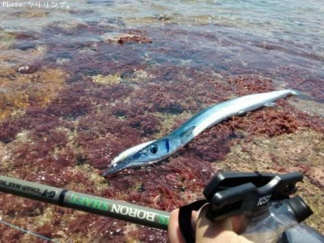 鹿児島県ダツ釣り情報まとめ ポイントからルアーまで釣果情報 即戦力釣り情報