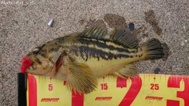 シマゾイ27cm 釣果情報 北海道網走市 19年6月9日11時 のりっぺ 即戦力釣り情報