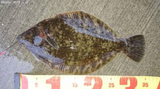 クロガシラ35cm 釣果情報 北海道網走市 19年6月16日18時 のりっぺ 即戦力釣り情報