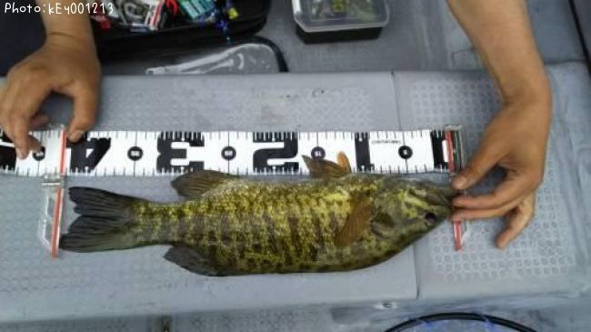 スモールマウスバス42cm 釣果情報 福島県桧原湖 19年7月2日15時 Key 即戦力釣り情報 スモールマウスバス42cm 釣果情報 福島県桧原湖 19年7月2日15時 Key 即戦力釣り情報