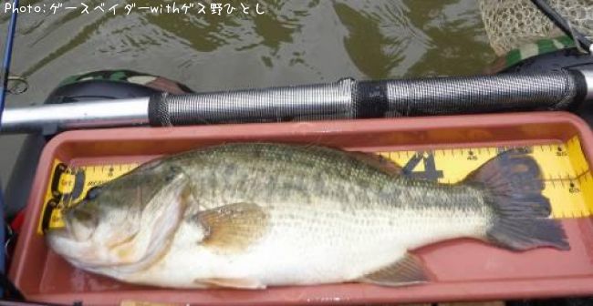 ブラックバス52cm 釣果情報 千葉県茂原市 19年7月8日16時 ゲースベイダーwithゲス野ひとし 即戦力釣り情報 ブラックバス52cm 釣果情報 千葉県茂原市 19年7月8日16時 ゲースベイダーwithゲス野ひとし 即戦力釣り情報