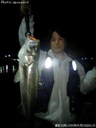 京都府でシーバスが釣れるポイントはどこ 釣れるシーズンやルアー釣り情報や釣果発信中 即戦力釣り情報