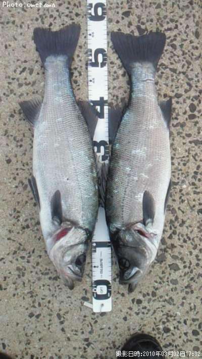 ヒラスズキ56cm 釣果情報 長崎県壱岐市 10年3月2日17時 Ometama 即戦力釣り情報