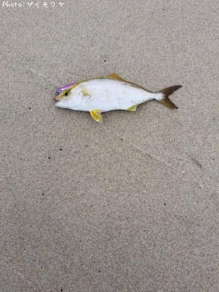 ショゴ釣果 ポイント茨城県海 19年7月日16時44分 ザイモクヤ 即戦力釣り情報