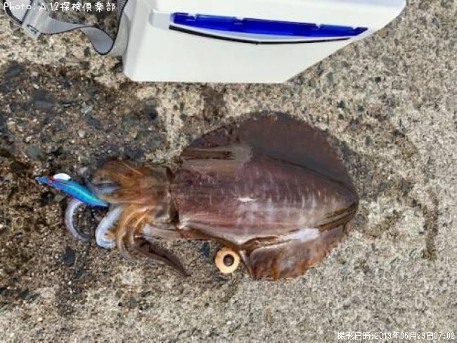 アオリイカ30g 釣果情報 福岡県糸島市 19年5月29日7時 a12探検倶楽部 即戦力釣り情報 アオリイカ30g 釣果情報 福岡県糸島市 19年5月29日7時 a12探検倶楽部 即戦力釣り情報