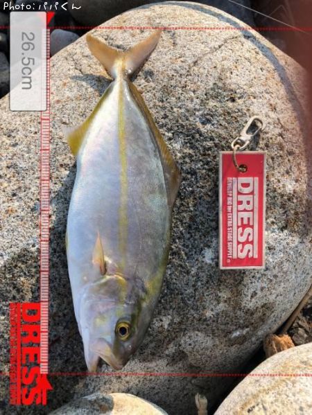 ネイリ26cm 釣果情報 高知県幡多郡大月町 19年8月3日6時 パパくん 即戦力釣り情報