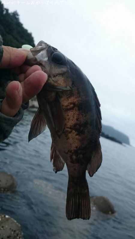 メバルcm 釣果情報 岩手県釜石市 19年8月11日17時 チームおかっぱりのプレジ 即戦力釣り情報