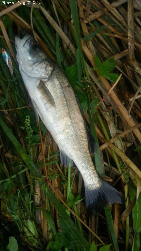 �����Х�