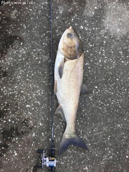 ハクレン80cm 釣果情報 千葉県市川市 19年9月26日10時 Sorakichi 即戦力釣り情報