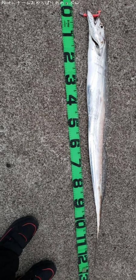 知りたい 宮城県の太刀魚釣り情報を発信中 ポイントからシーズンやルアーまで釣果情報 即戦力釣り情報 知りたい 宮城県の太刀魚釣り情報を発信中 ポイントからシーズンやルアーまで釣果情報 即戦力釣り情報