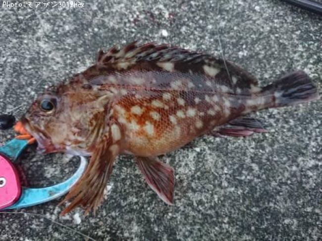 ガシラ カサゴ 堤防や穴釣りでカサゴ ガシラ アラカブ を釣ろう 釣り方とノウハウを徹底解説