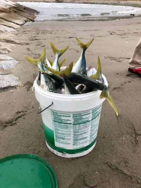 イナダ45cm 釣果情報 茨城県鹿島灘サーフ 19年10月18日時 カイリン 即戦力釣り情報
