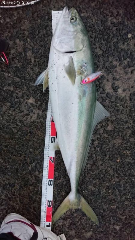 ブリ102cm 釣果情報 鹿児島県阿久根 19年10月19日14時 白スカｒ 即戦力釣り情報