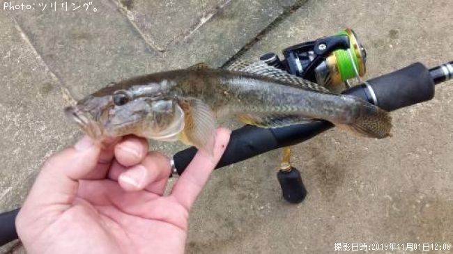 知りたい 石川県のハゼ釣り情報を発信中 ポイントからシーズンやルアーまで釣果情報 即戦力釣り情報