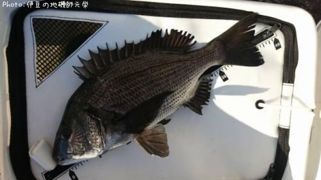 クロダイ40cm 釣果情報 神奈川県三浦郡葉山町 芝崎の護岸 19年11月10日15時 伊豆の地磯師元栄 即戦力釣り情報 クロダイ40cm 釣果情報 神奈川県三浦郡葉山町 芝崎の護岸 19年11月10日15時 伊豆の地磯師元栄 即戦力釣り情報