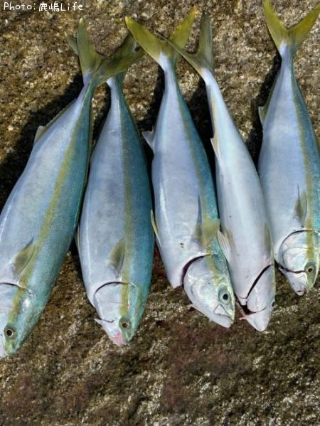 イナダ45cm 釣果情報 茨城県鹿嶋市 19年11月4日12時 鹿嶋life 即戦力釣り情報