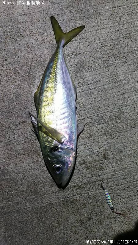 福岡県でアジが釣れるポイントはどこ 釣れるシーズンやルアー釣り情報や釣果発信中 即戦力釣り情報